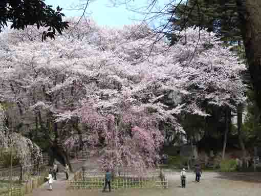 the whole veiw of cherry trees near Fushihime