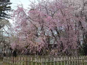 full bloomed pink cherry blossoms