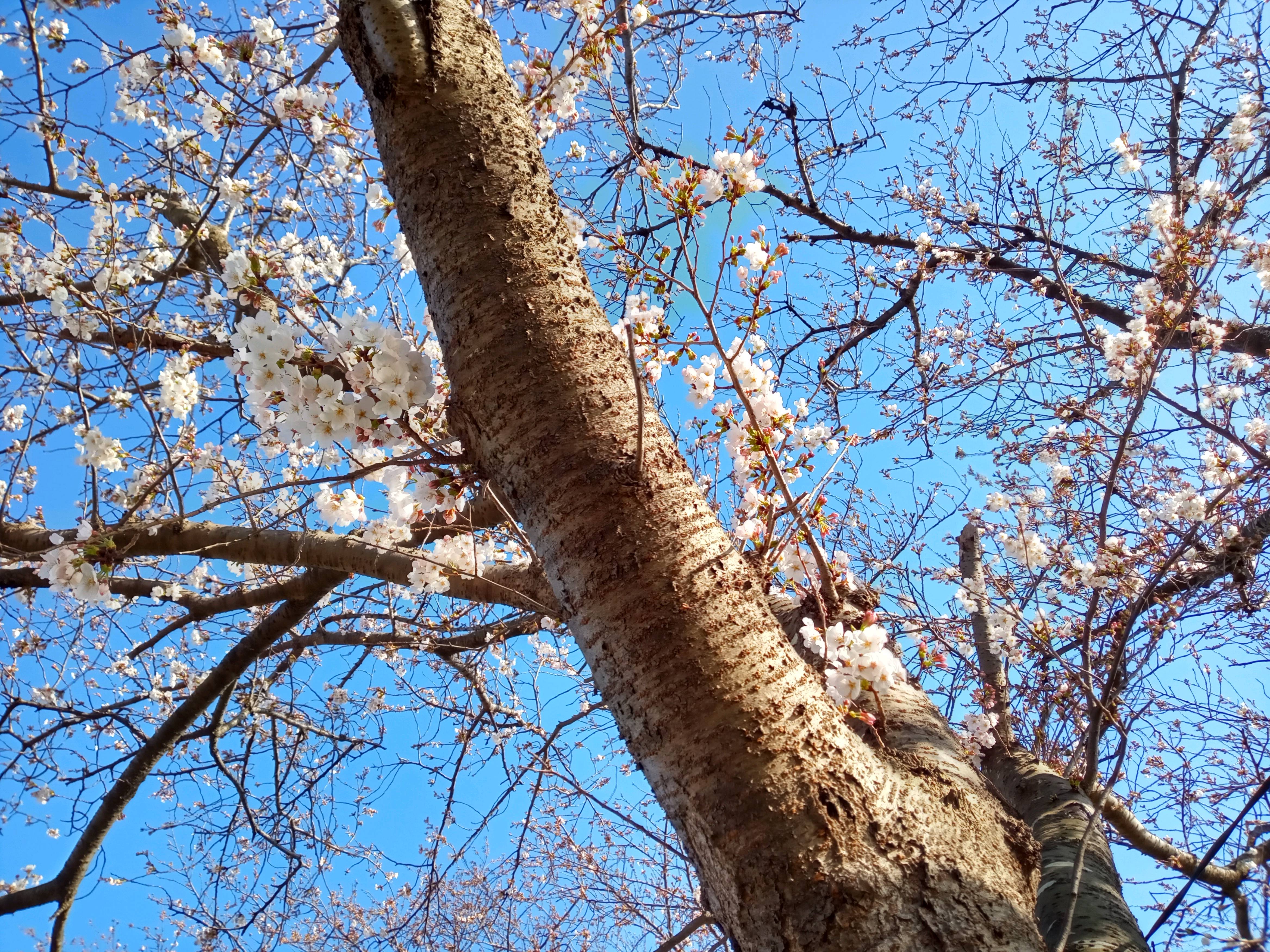 令和５年市川東高校周辺での開花した桜2