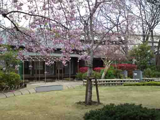 weeping cherry blossoms in Makkotei