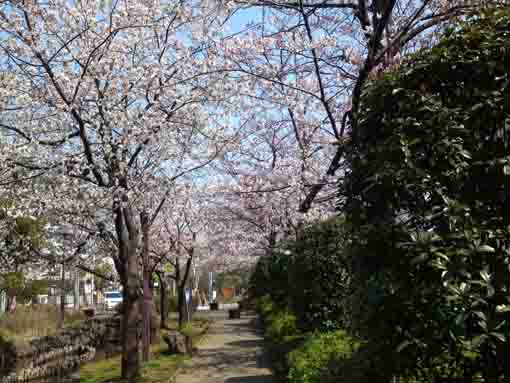 sakura along the path