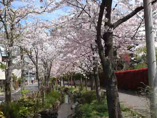 full of cherry blossoms over the river