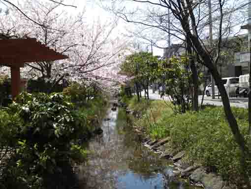 cherry trees line on Sakaigawa river