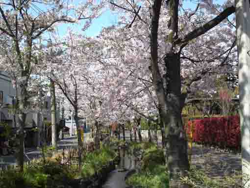 lined cherry trees along the roads