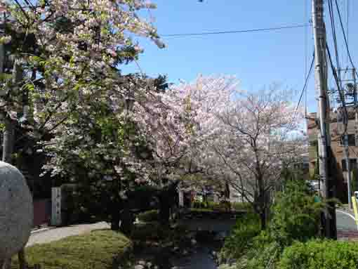 the railroad and the cherry blossoms