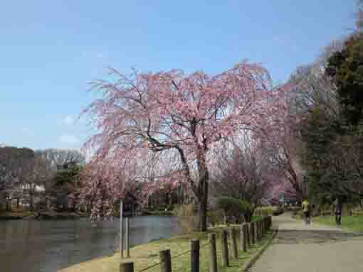 cherry blossoms in Junsaiike Pond Park