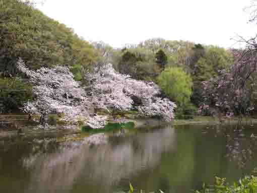 sakura blooming on both sides of the pond