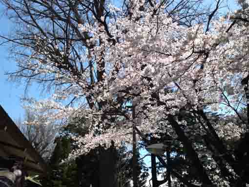 sakura blooming in Kasai Jinja