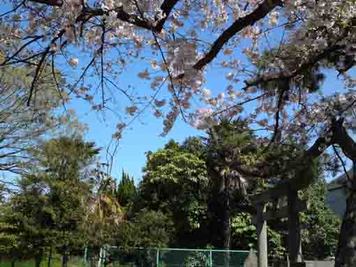 cherry blossoms in Hachiman Jinja