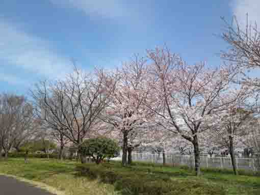 cherry blossoms lined on Komatsugawa