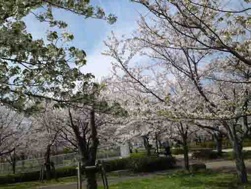 sakura in Higashi Oojima Komatsugawa Park