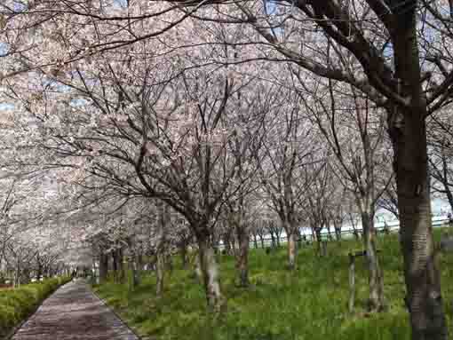 the forest of many cherry blossoms