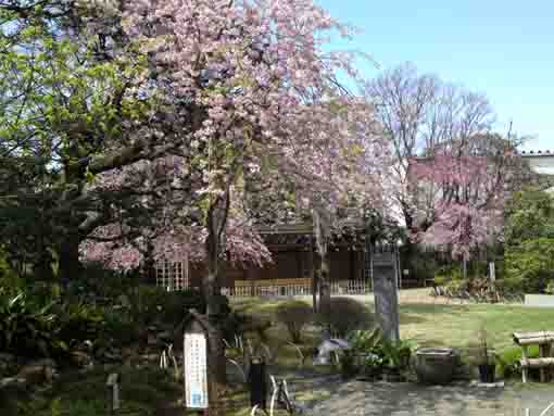 weeping cherry trees in Ichinoe Makkotei