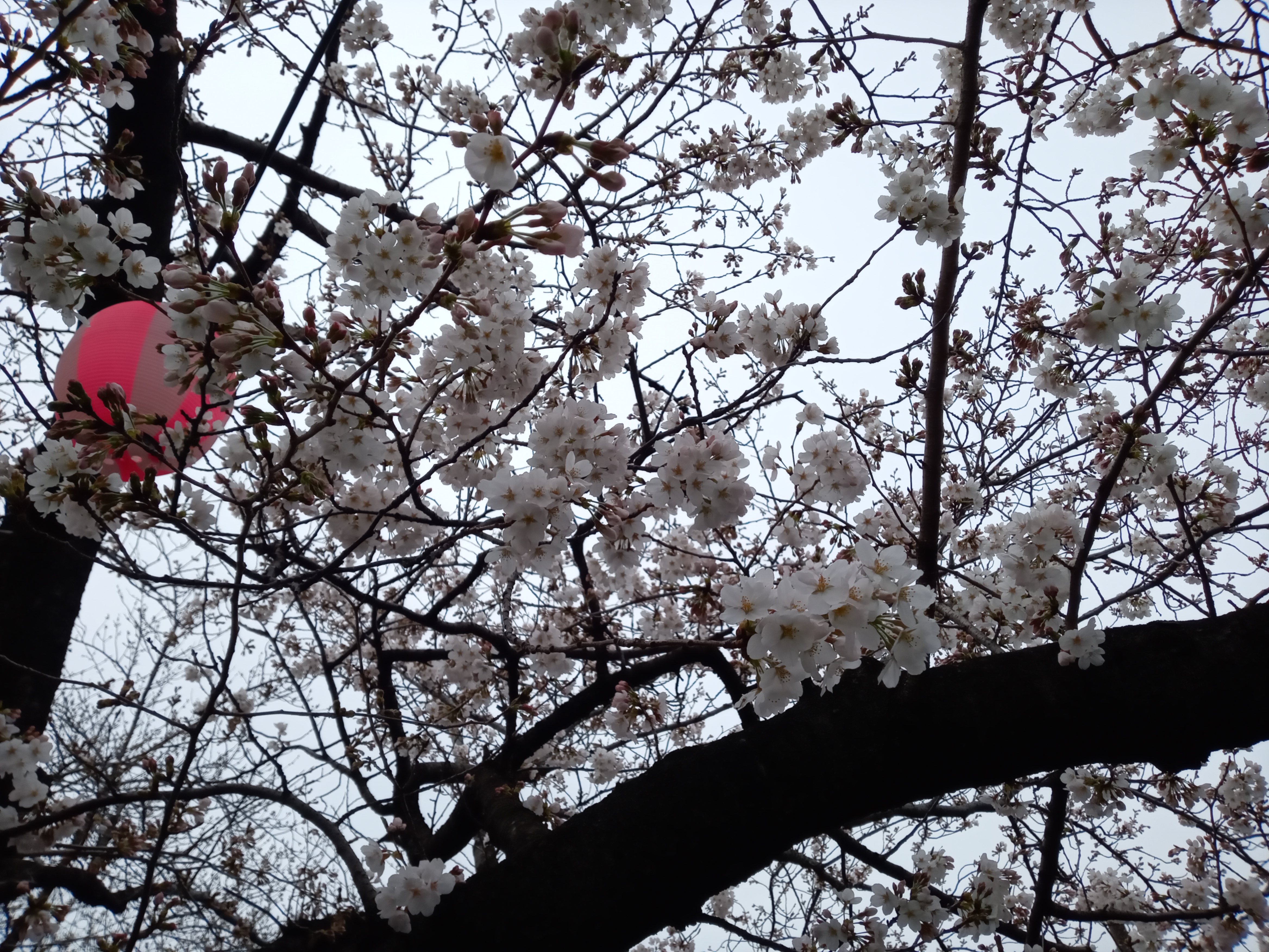 令和５年真間川の少し咲いた桜の花々３