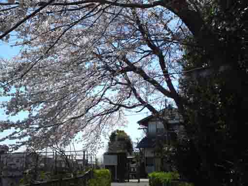 the entrance covered with sakura