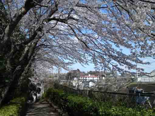 the approach road covered with sakura 1