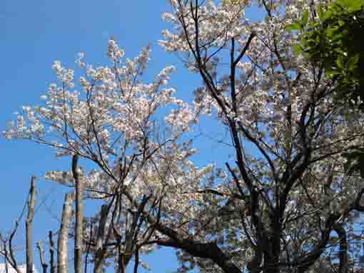 sakura in the blue sky