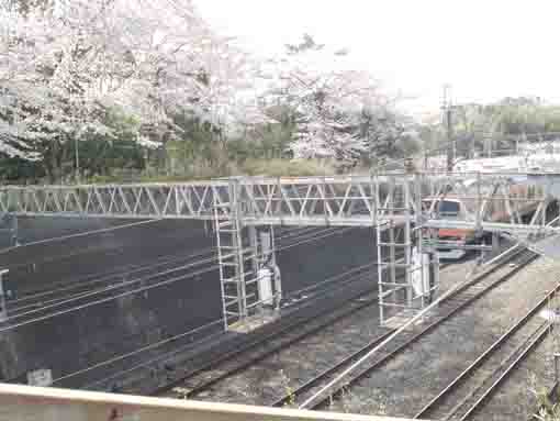the train and cherry blossoms