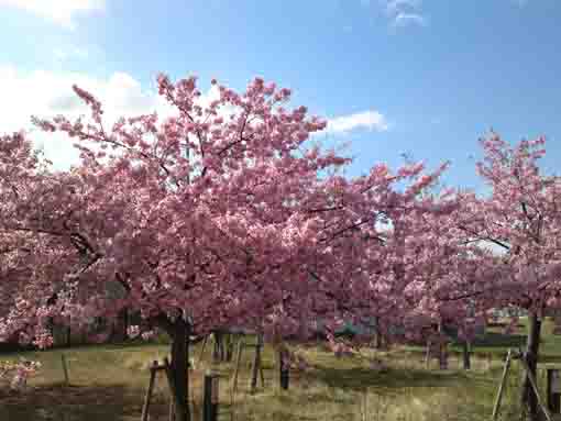 Kawazu Sakura along Edogawa
