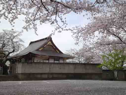 the temple covered with cherry blossoms