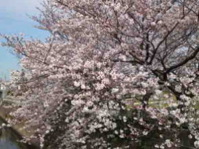 a close view of sakura at Oogashiwagawa