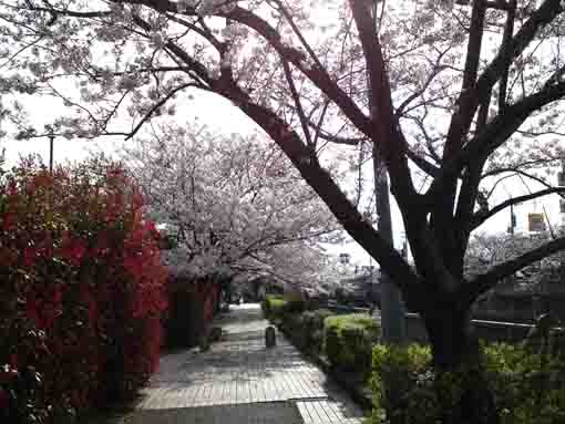 cherry blossoms along Oogashiwagawa