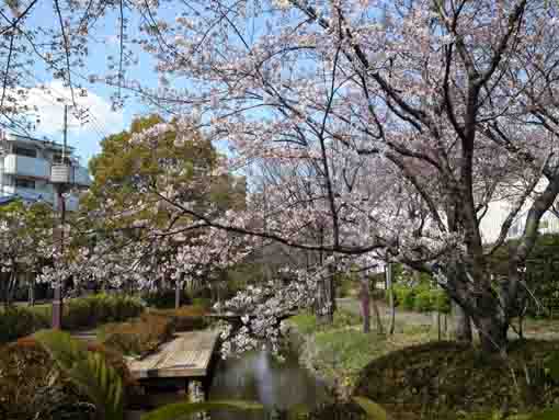 cherry blossoms over Sakaigawa