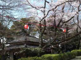 cherry blossoms in Satomi Park