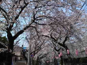 the approach road covered with sakura