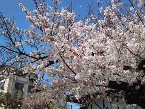妙法華山宣要寺に咲く桜