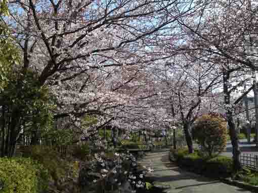 sakura trees along Ichinoe Sakaigawa