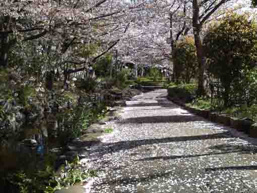 thousands of patals of sakura blossoms