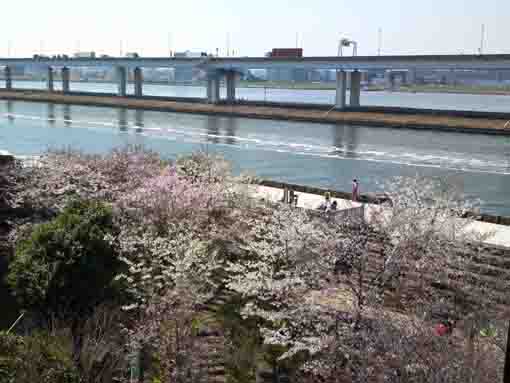 sakura blossoms in Shinkawa River