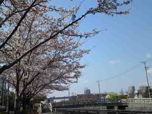 some bridges and cherry trees on Shinkawa