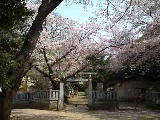 sakura blossoms in Shirahata Jinja