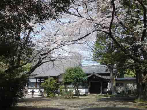 cherry trees and the main hall of Soneiji