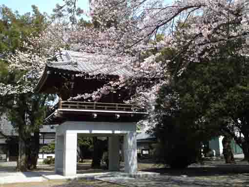 cherry blossoms in Soneiji Temple