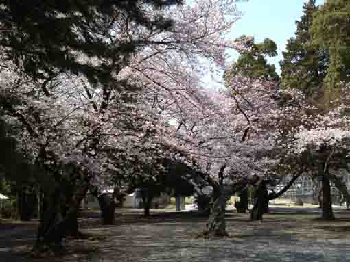 cherry trees in Soneiji Temple