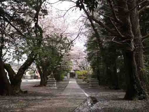 the approach road of Soneiji and Sakura