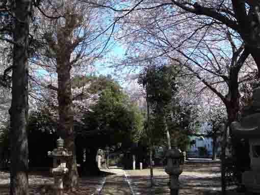 cherry blossoms over the approach road