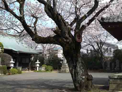 cherry blossoms in Horenji Temple