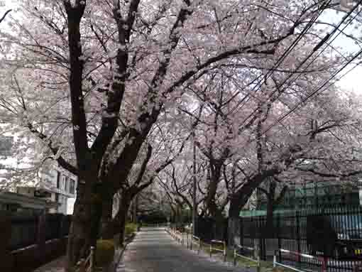 cherry blossoms along the street