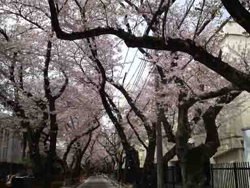 a tunnel with lines of cherry trees