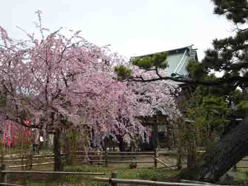 cherry blossoms and Tekona Reishindo