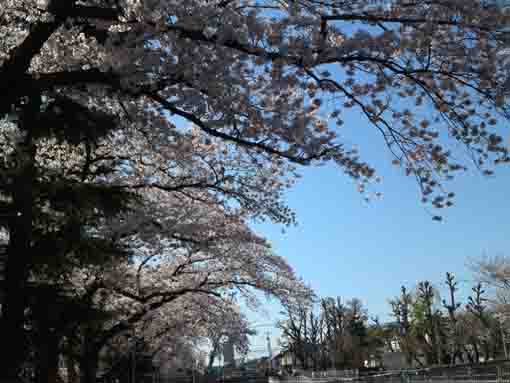 浮島弁財天に咲く桜の花１