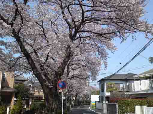 Cherry Blossmos over a path of Literature