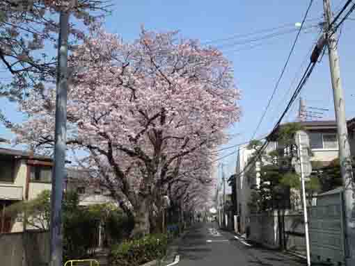 Cherry trees along the street
