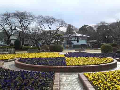 yellow and purple pansies in Satomi Park