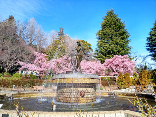 令和６年里見公園満開の河津桜