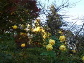 yellow roses in Satomi Park in fall
